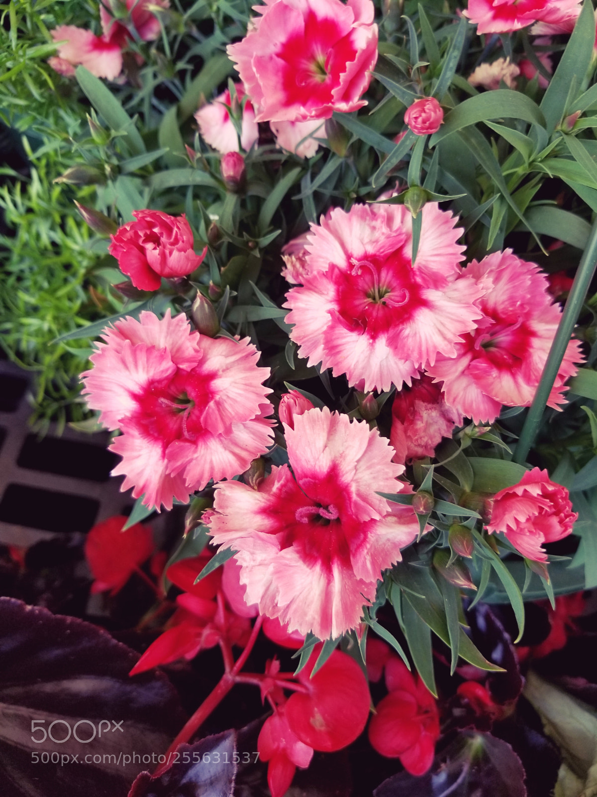 Samsung Galaxy S8+ sample photo. Spring's vivid faces photography