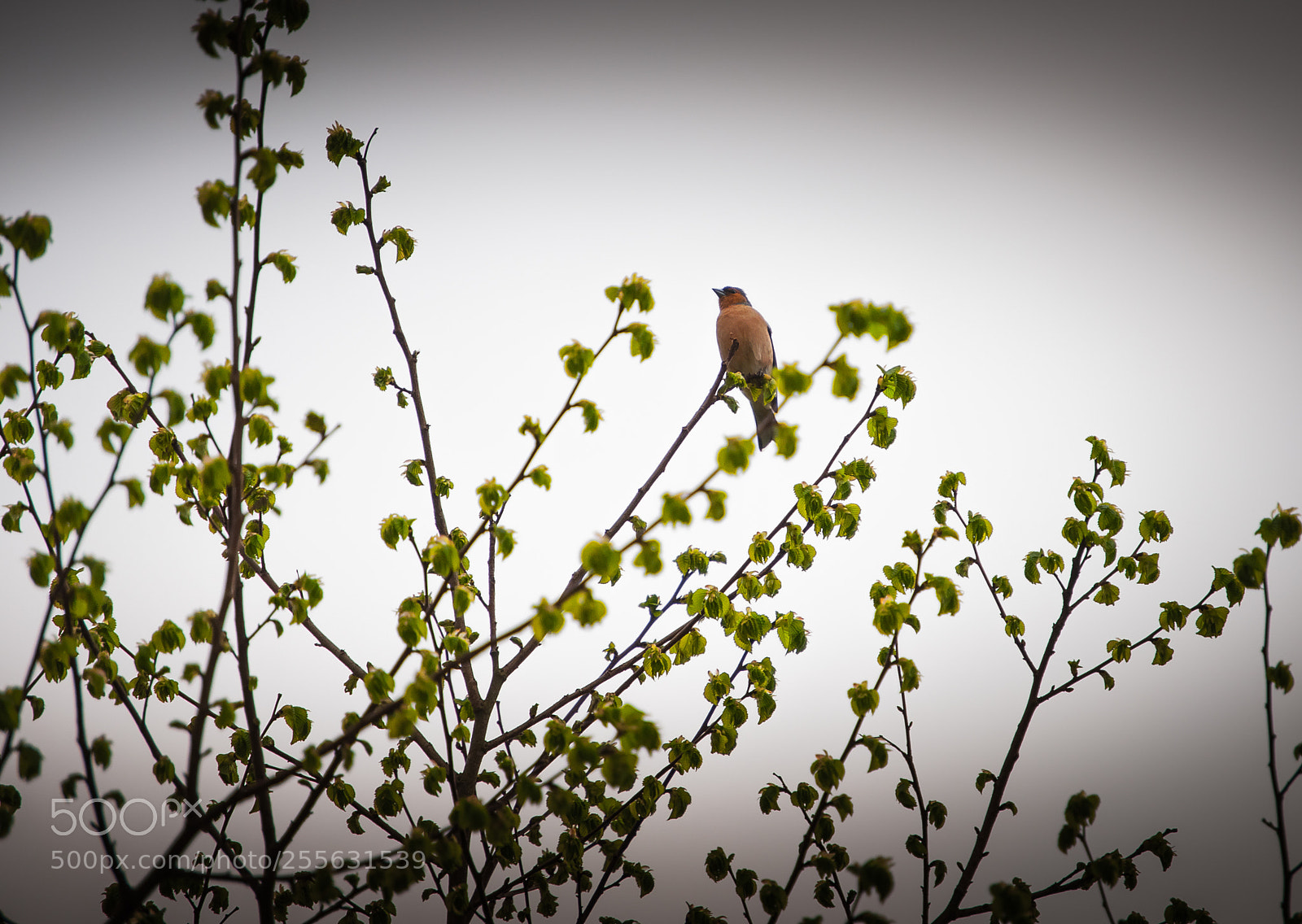 Nikon D5000 sample photo. Little bird photography