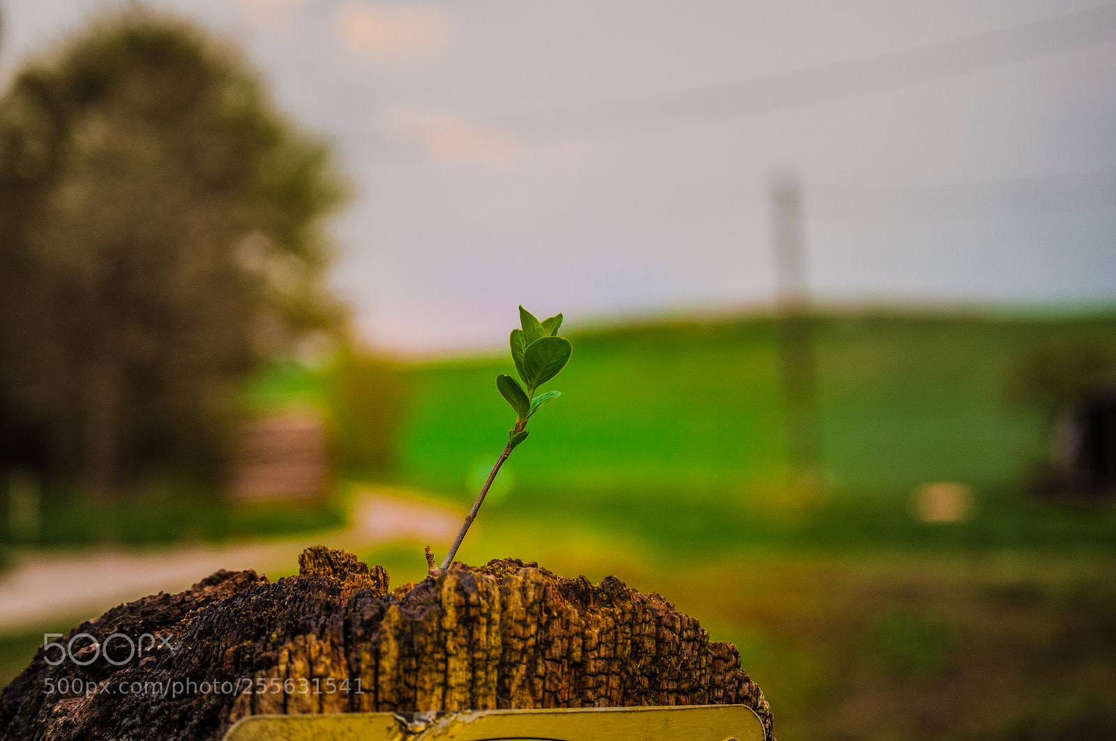 Nikon D5000 sample photo. Little tree photography