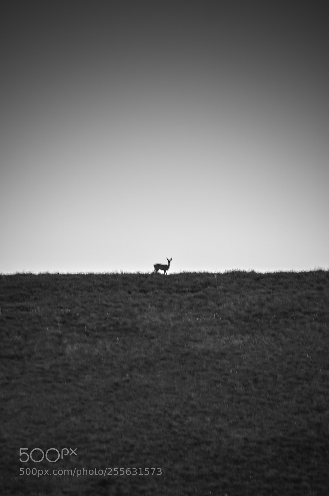 Nikon D5000 sample photo. B&w photography