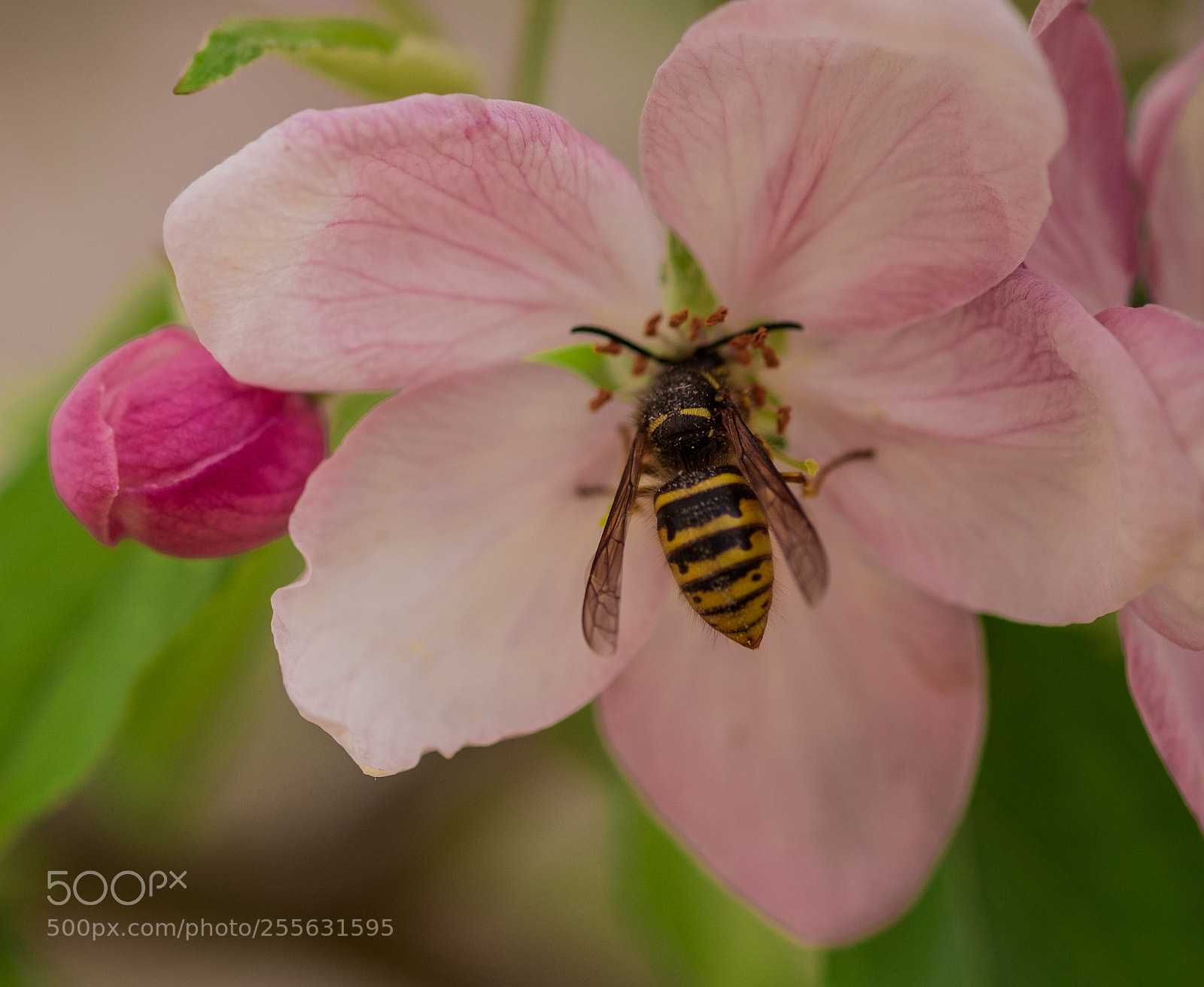 Fujifilm X-T2 sample photo. Wasp photography