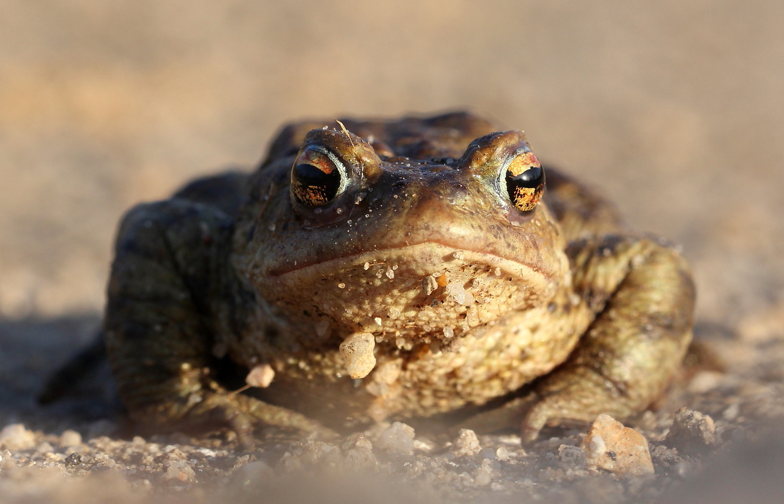 Sigma 150mm f/2.8 EX DG OS HSM APO Macro sample photo. Grumpy :) photography