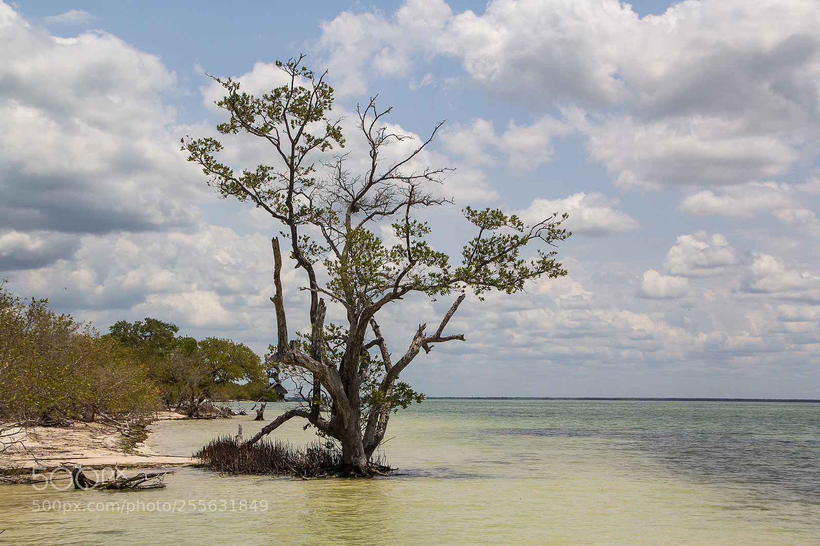 Canon EOS 60D sample photo. On the beach @ holbox photography