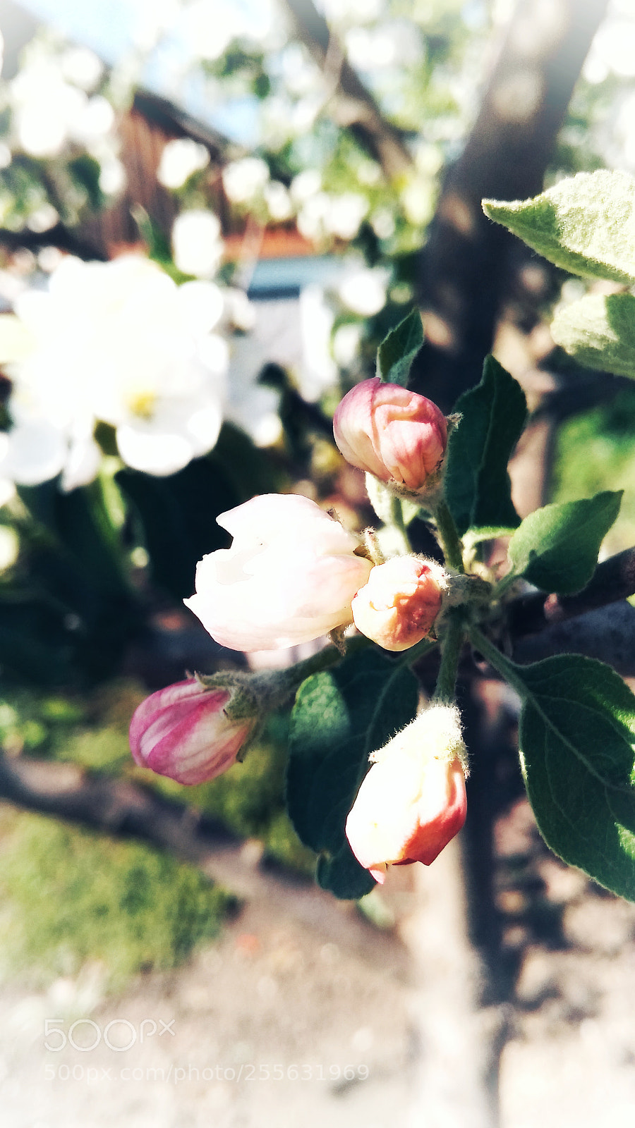 Xiaomi Redmi 4A sample photo. Untitled photography