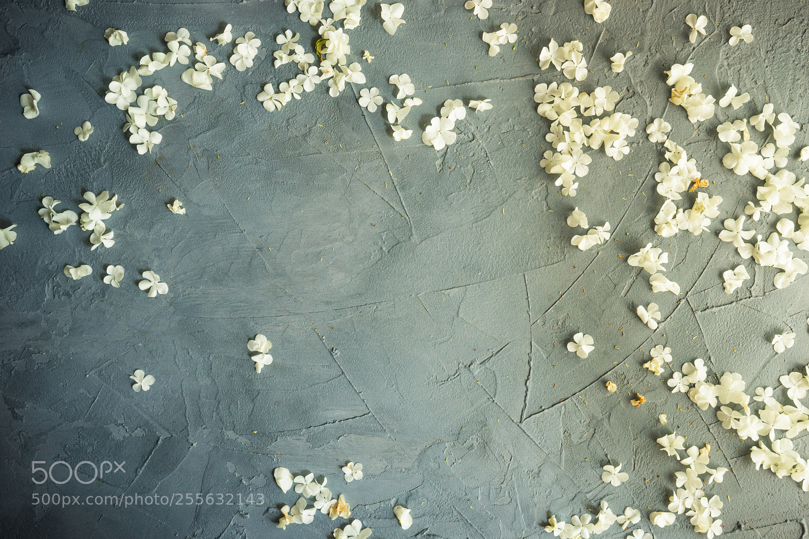 Sony a7 sample photo. Floral concept for card photography
