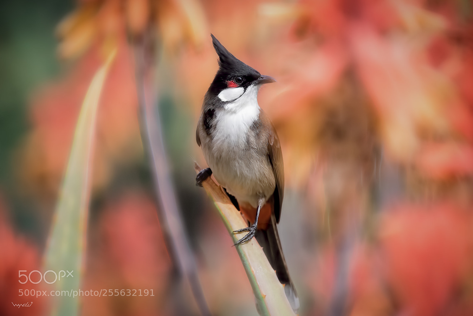 Canon EOS-1D X Mark II sample photo. Red whiskered bulbul photography