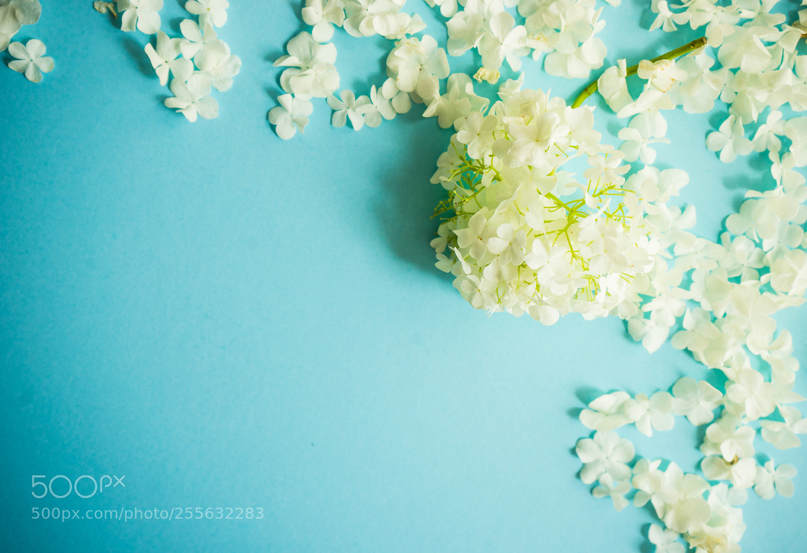Sony a7 sample photo. Floral concept for card photography