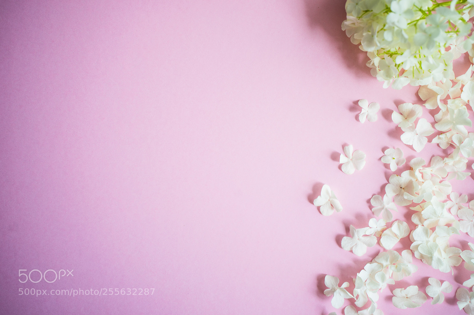Sony a7 sample photo. Floral concept for card photography