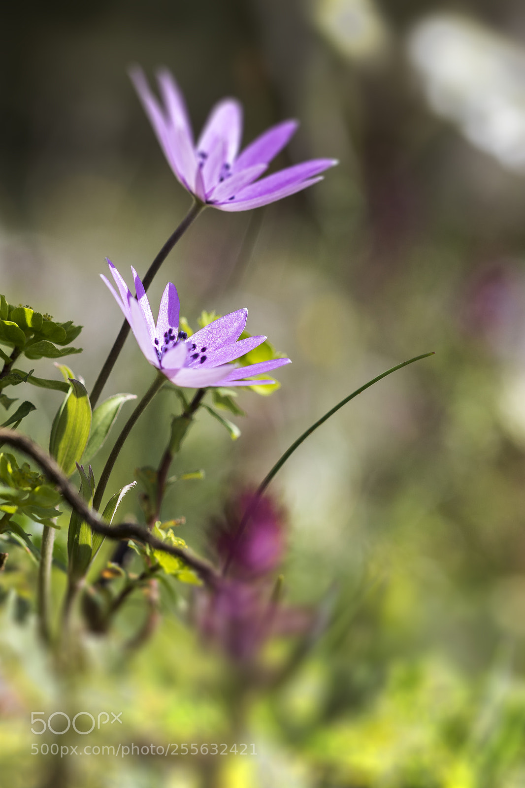 Canon EOS 7D Mark II sample photo. Flower photography