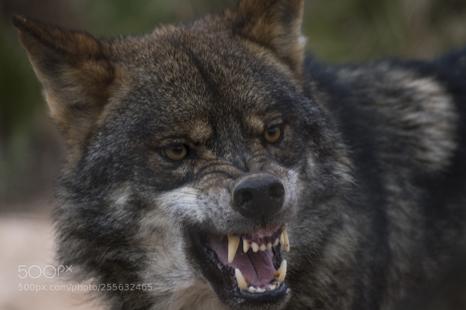 Nikon D500 sample photo. Lord wolf photography