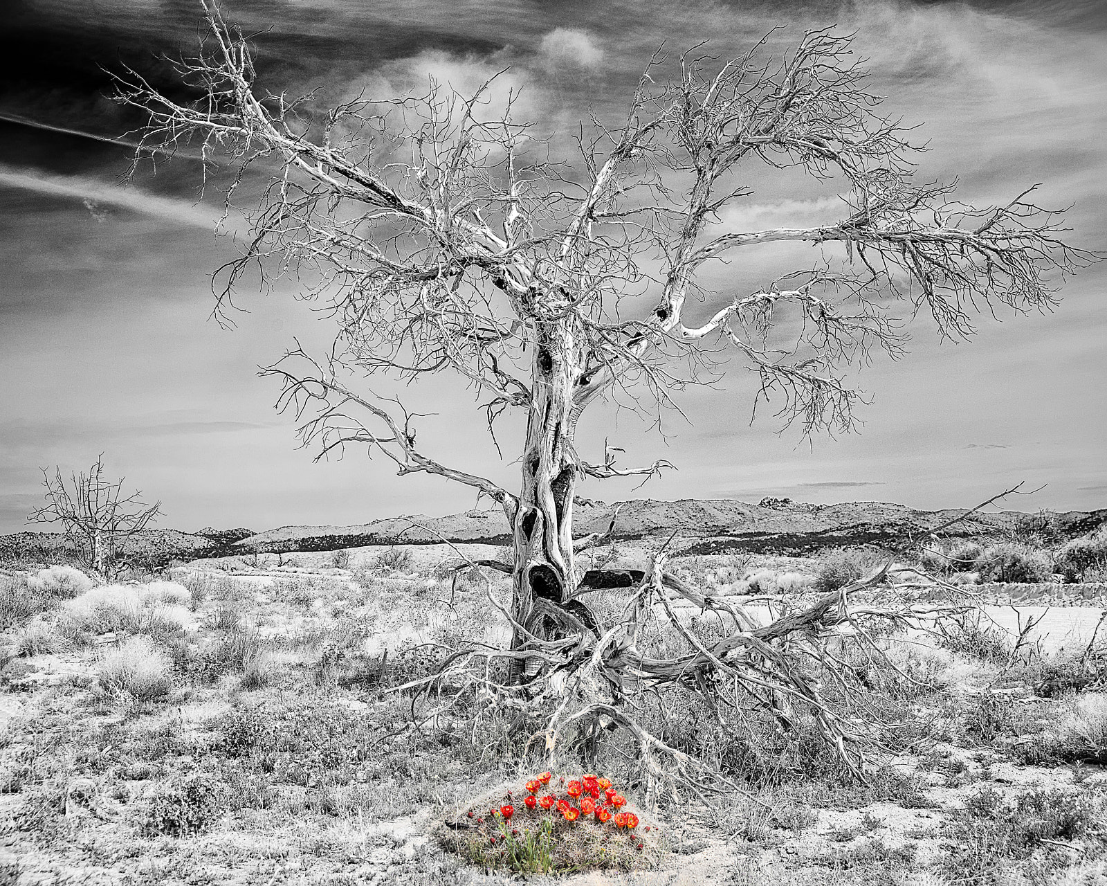 Nikon D800 sample photo. Barren land photography