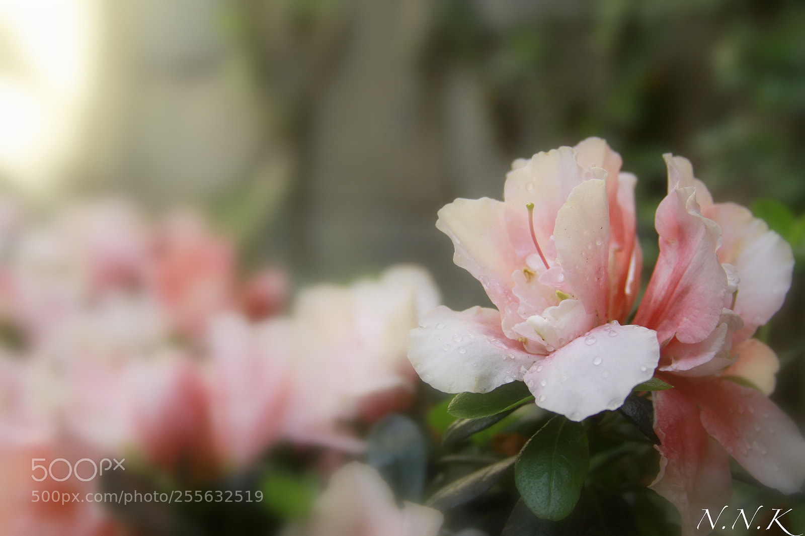 Canon EOS 50D sample photo. Flower photography