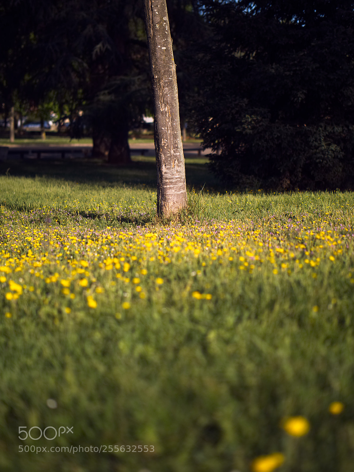 Panasonic Lumix DC-GH5 sample photo. Le printemps dans les photography