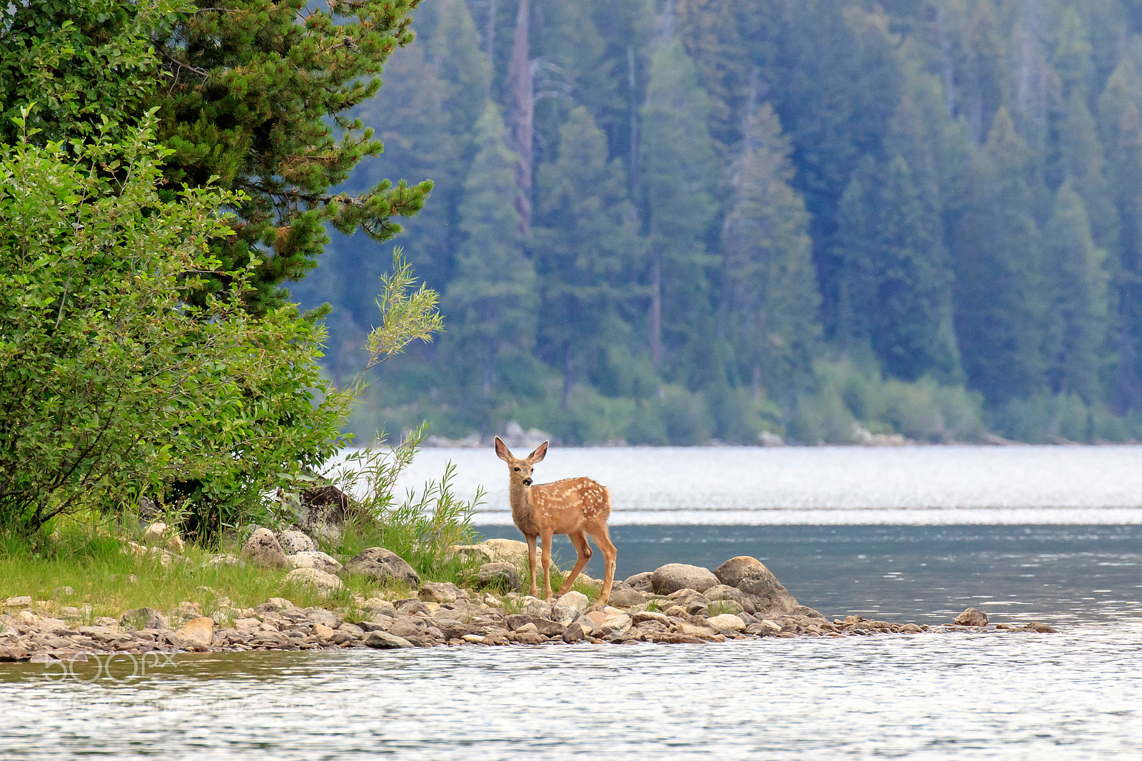 Canon EOS 5DS sample photo. Bambi photography