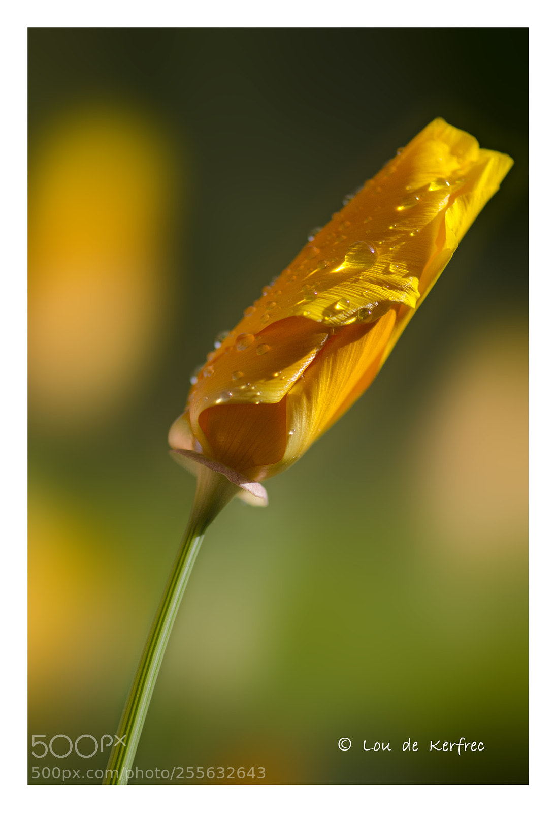 Nikon D7000 sample photo. Coquelicot photography