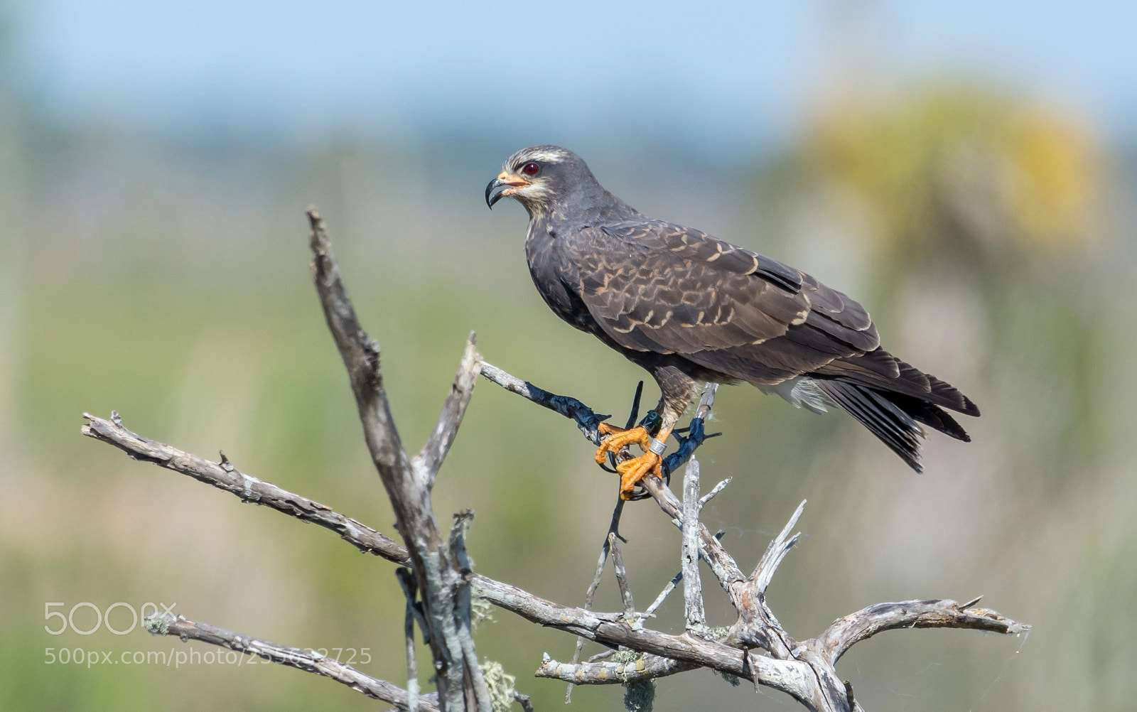 Nikon D7200 sample photo. Snail kite milan des photography