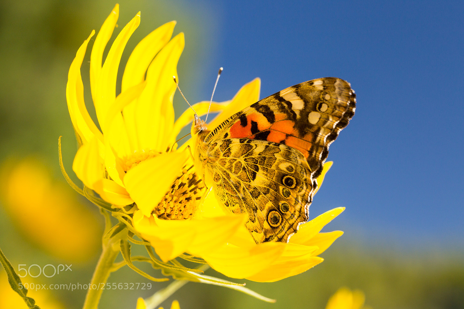 Canon EOS 6D sample photo. Butterfly photography