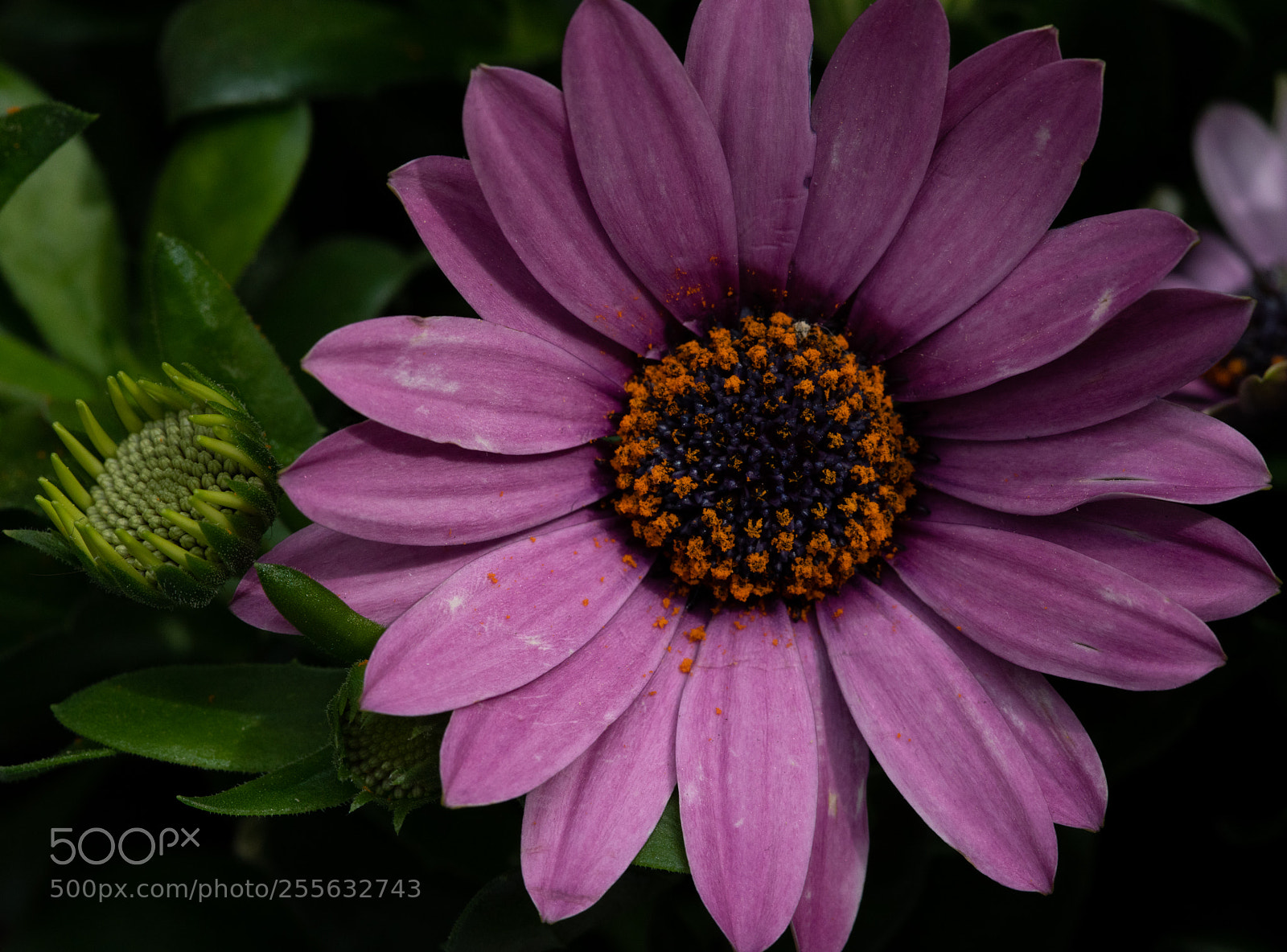 Sony a7R III sample photo. Lyu photo photography