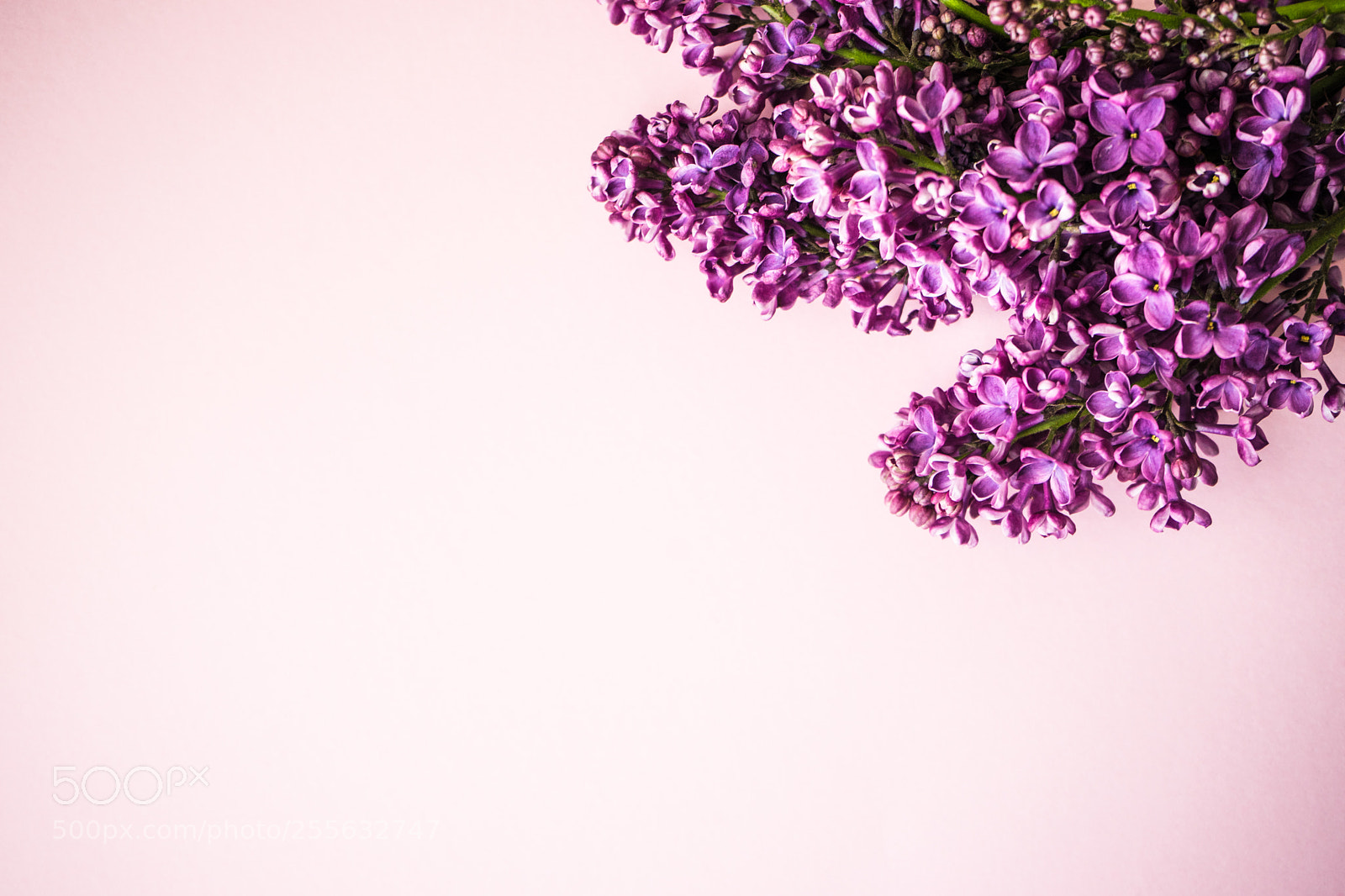 Sony a7 sample photo. Spring lilac flower concept photography