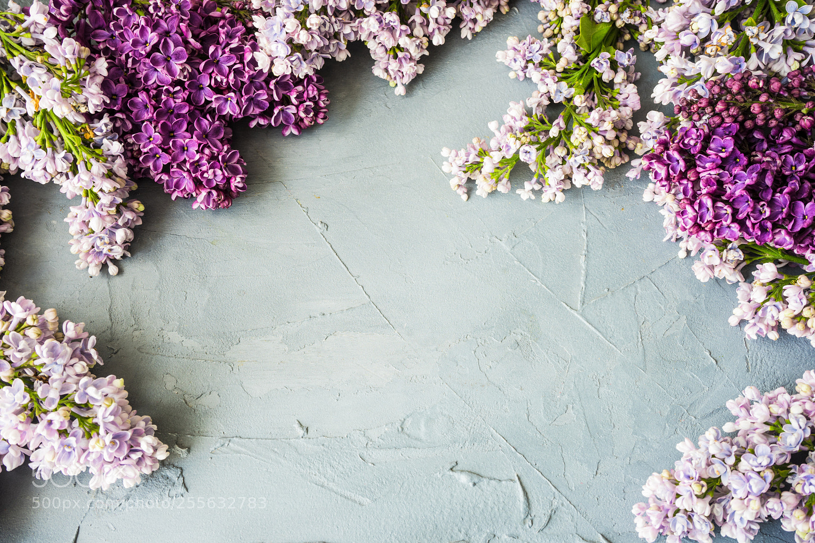 Sony a7 sample photo. Spring lilac flower concept photography