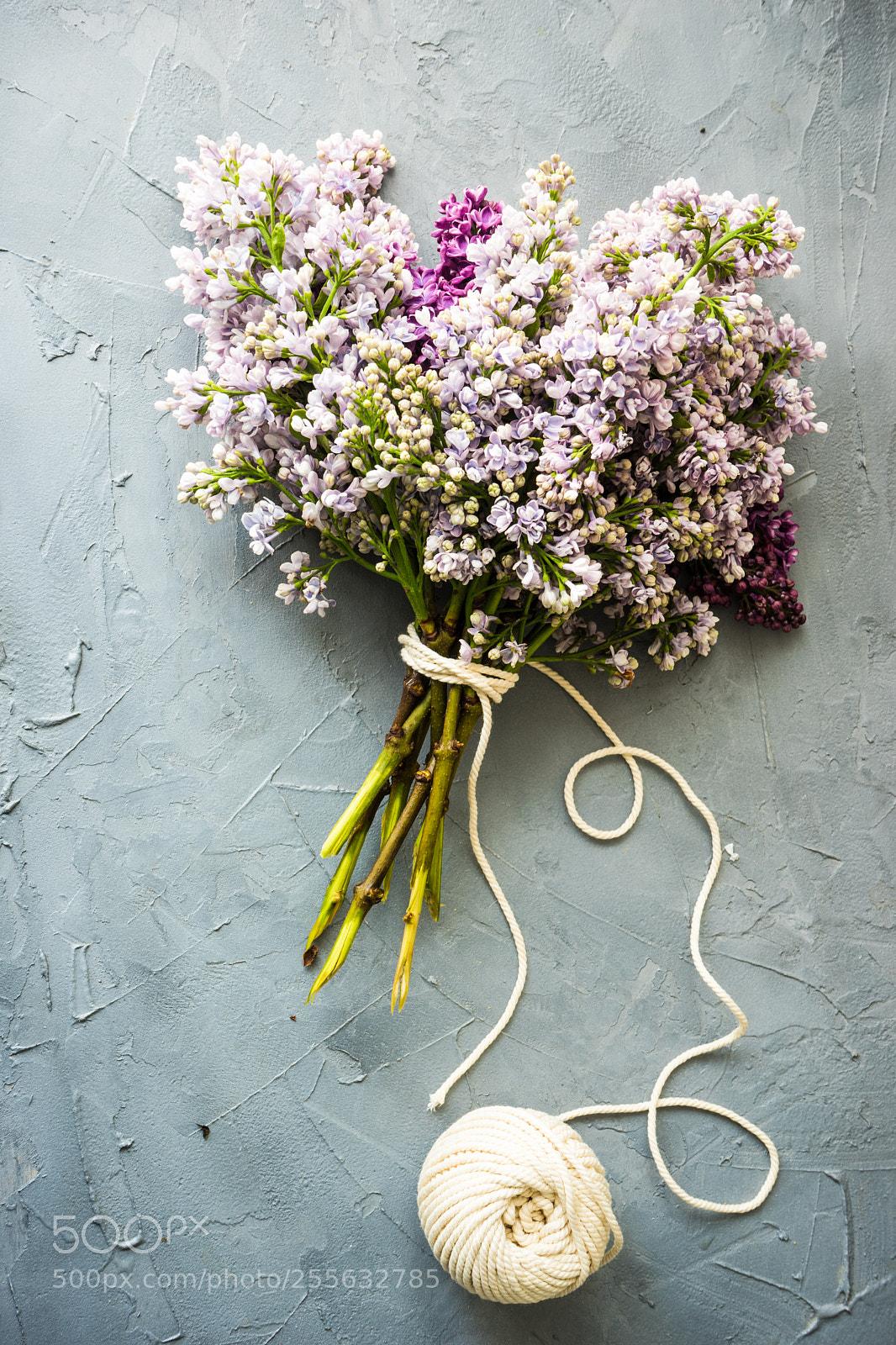Sony a7 sample photo. Spring lilac flower concept photography
