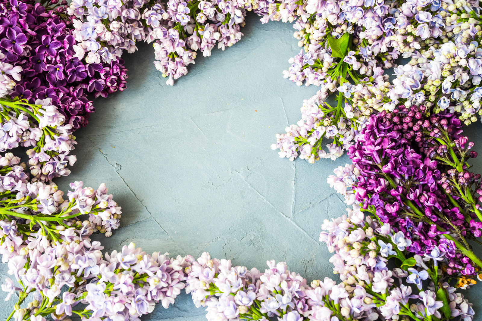 Sony a7 sample photo. Spring lilac flower concept photography