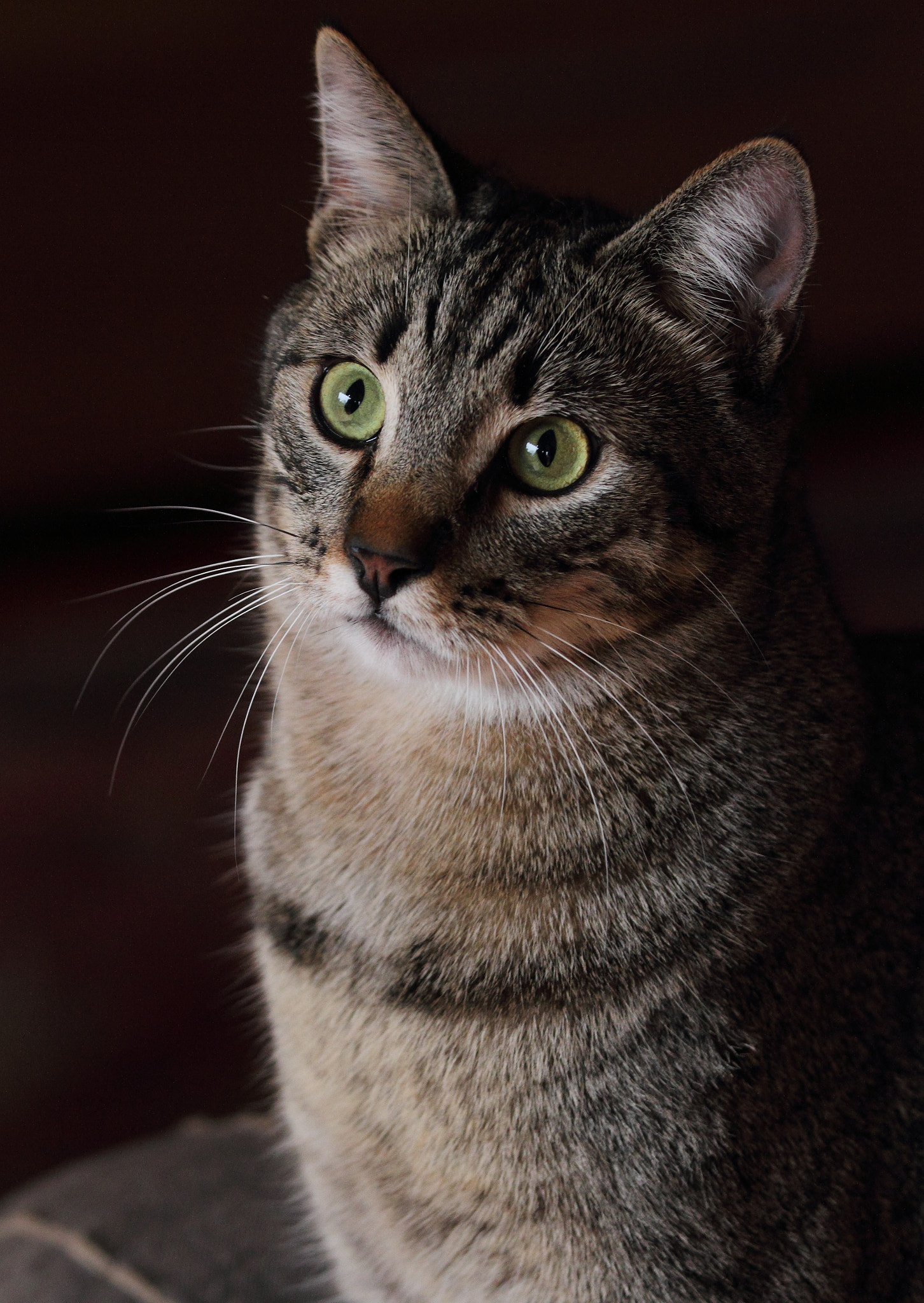 Canon EOS 7D + Canon EF 70-200mm F4L IS USM sample photo. Img photography