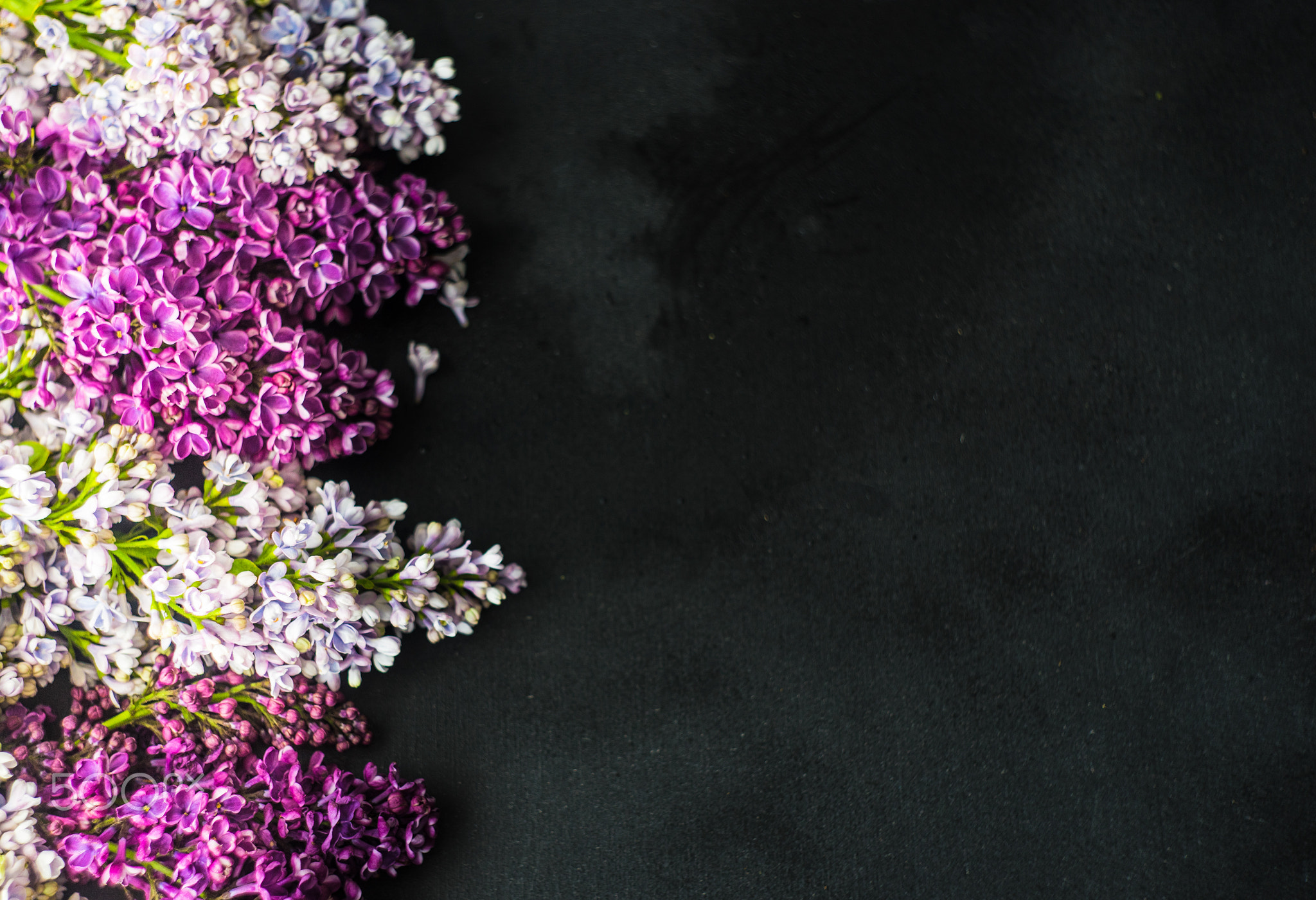 Spring lilac flower concept