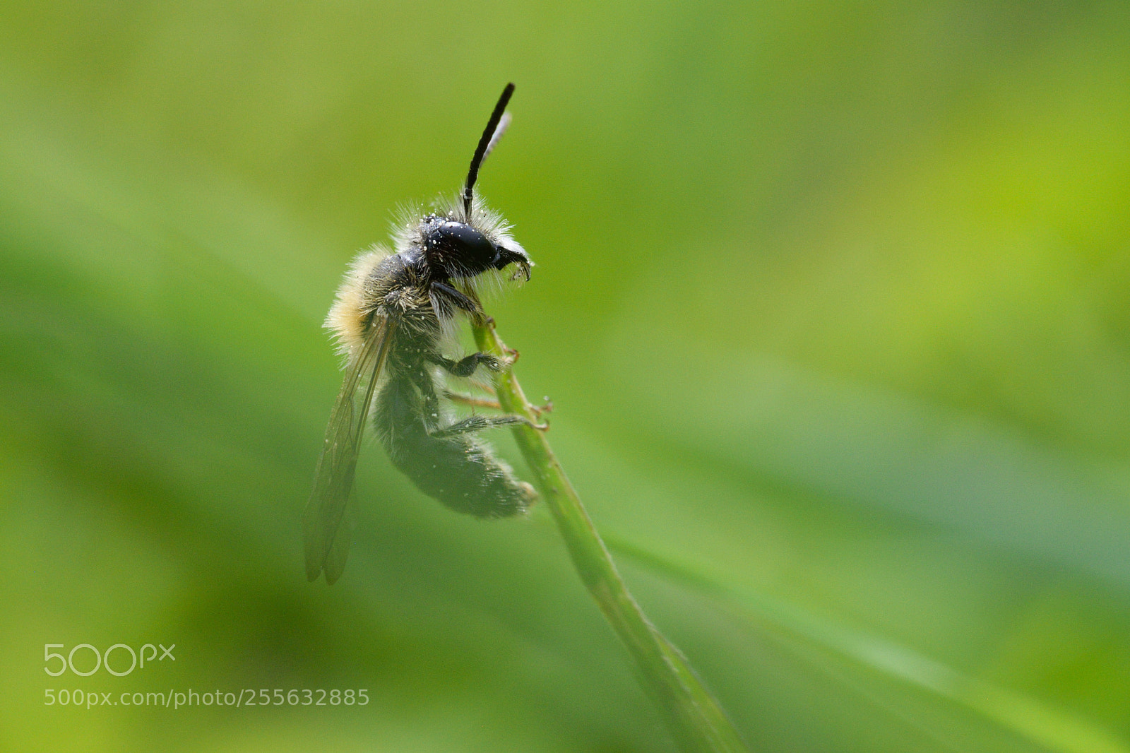 Nikon D3300 sample photo. Wild bee photography