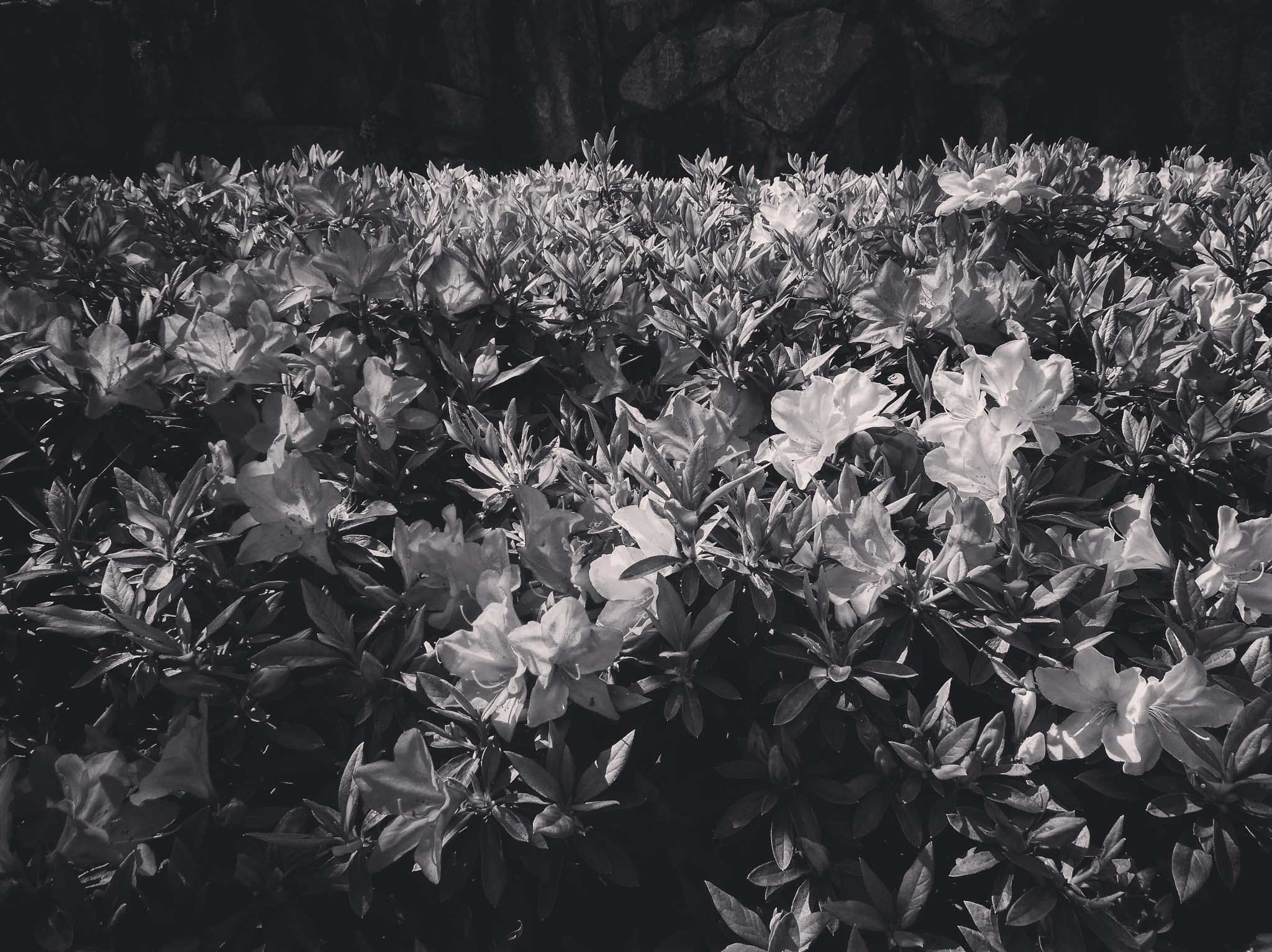 Panasonic DMC-TZ85 sample photo