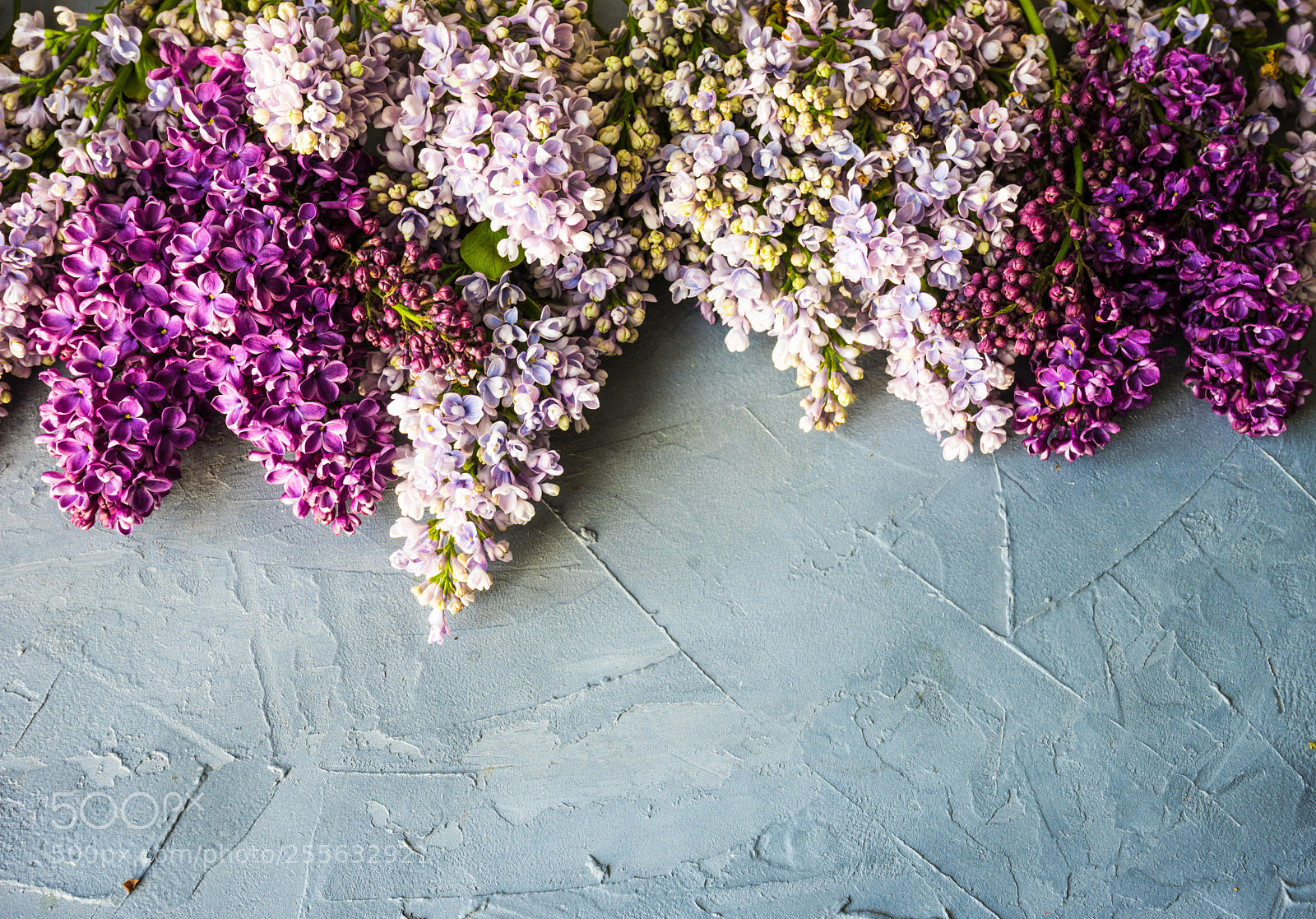 Sony a7 sample photo. Spring lilac flower concept photography
