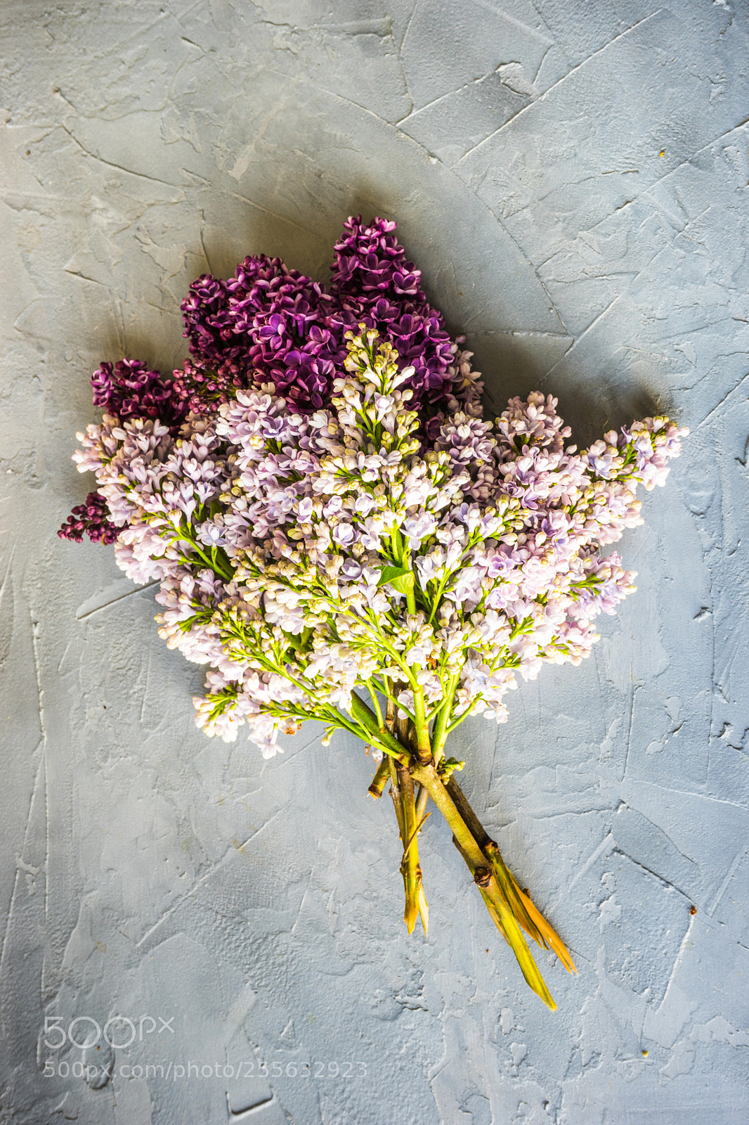 Sony a7 sample photo. Spring lilac flower concept photography