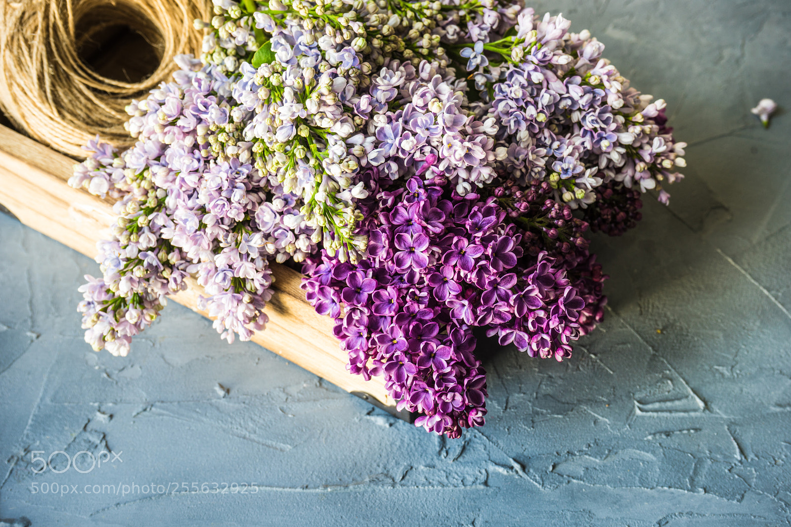 Sony a7 sample photo. Spring lilac flower concept photography
