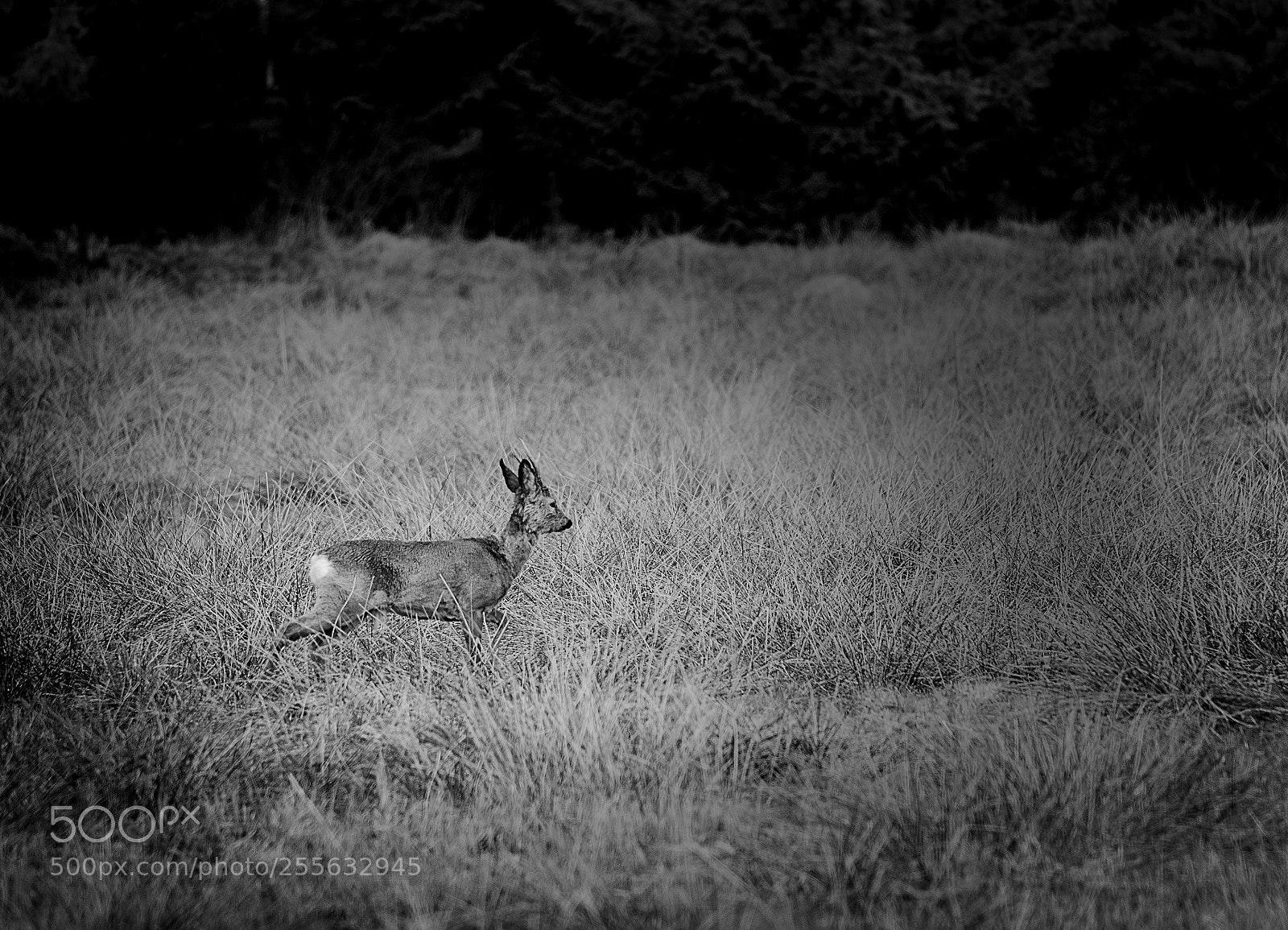 Canon EOS 7D Mark II sample photo. Roe buck photography
