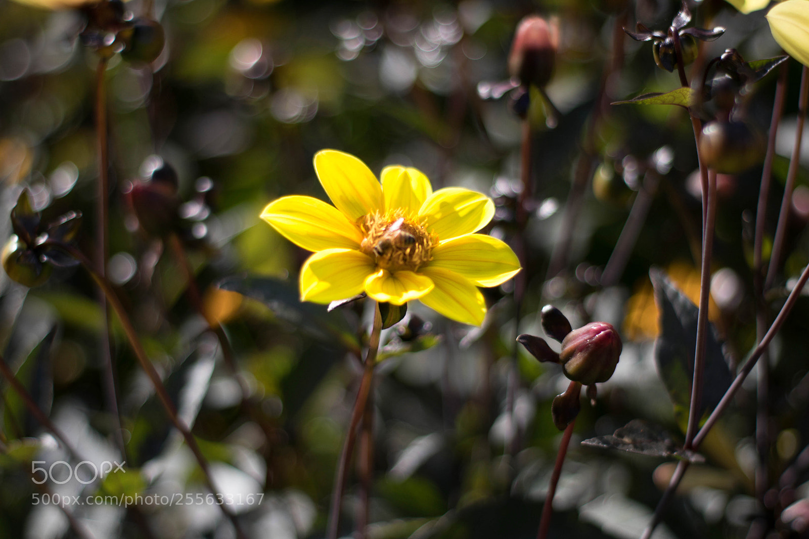 Canon EOS 80D sample photo. Spring bloom photography