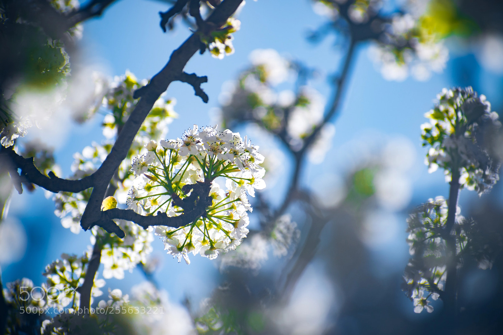Nikon D5500 sample photo. Morning glow photography