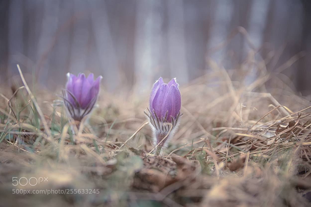 Nikon D7100 sample photo. Сон трава. photography
