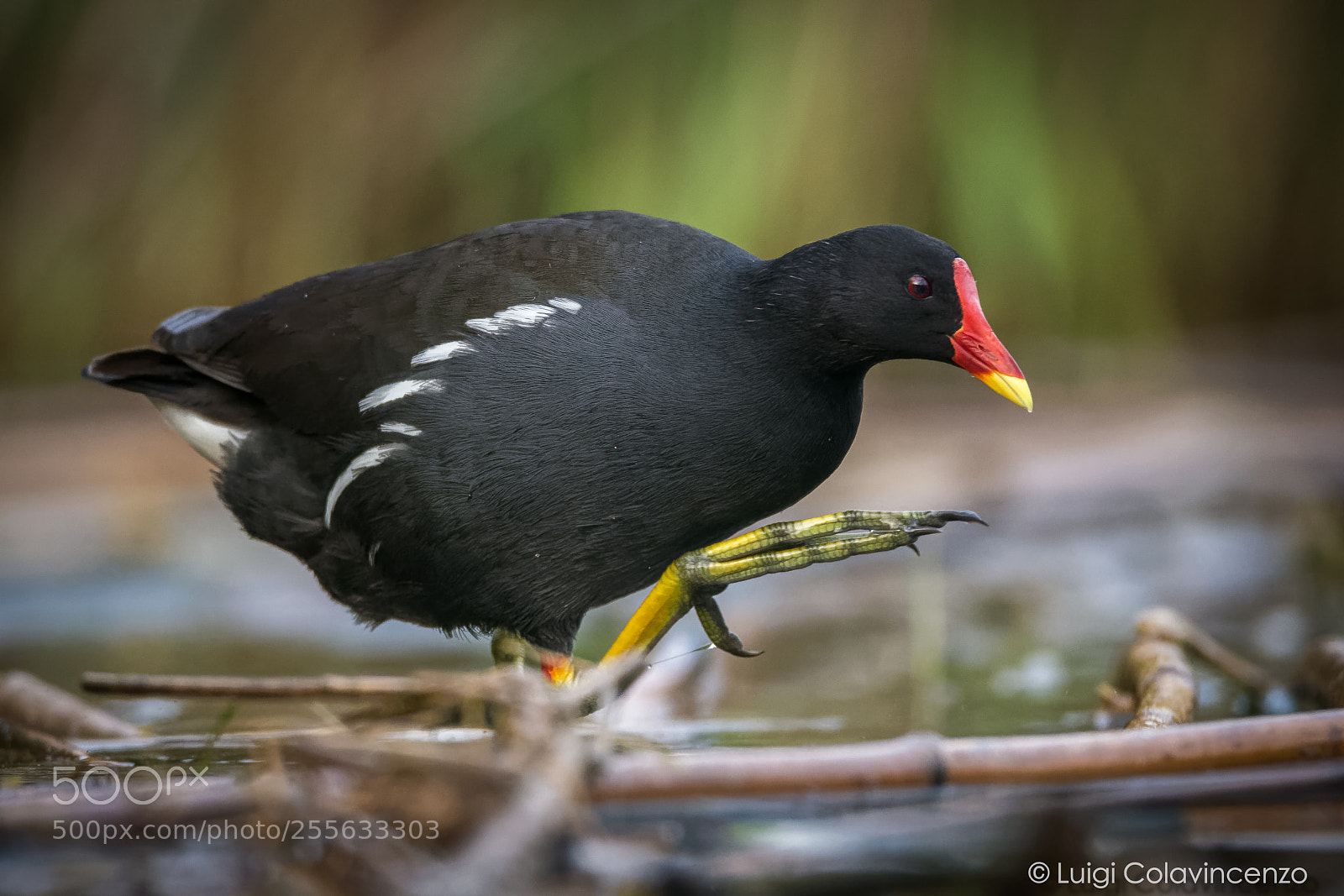 Nikon D7100 sample photo. Common moorhen photography