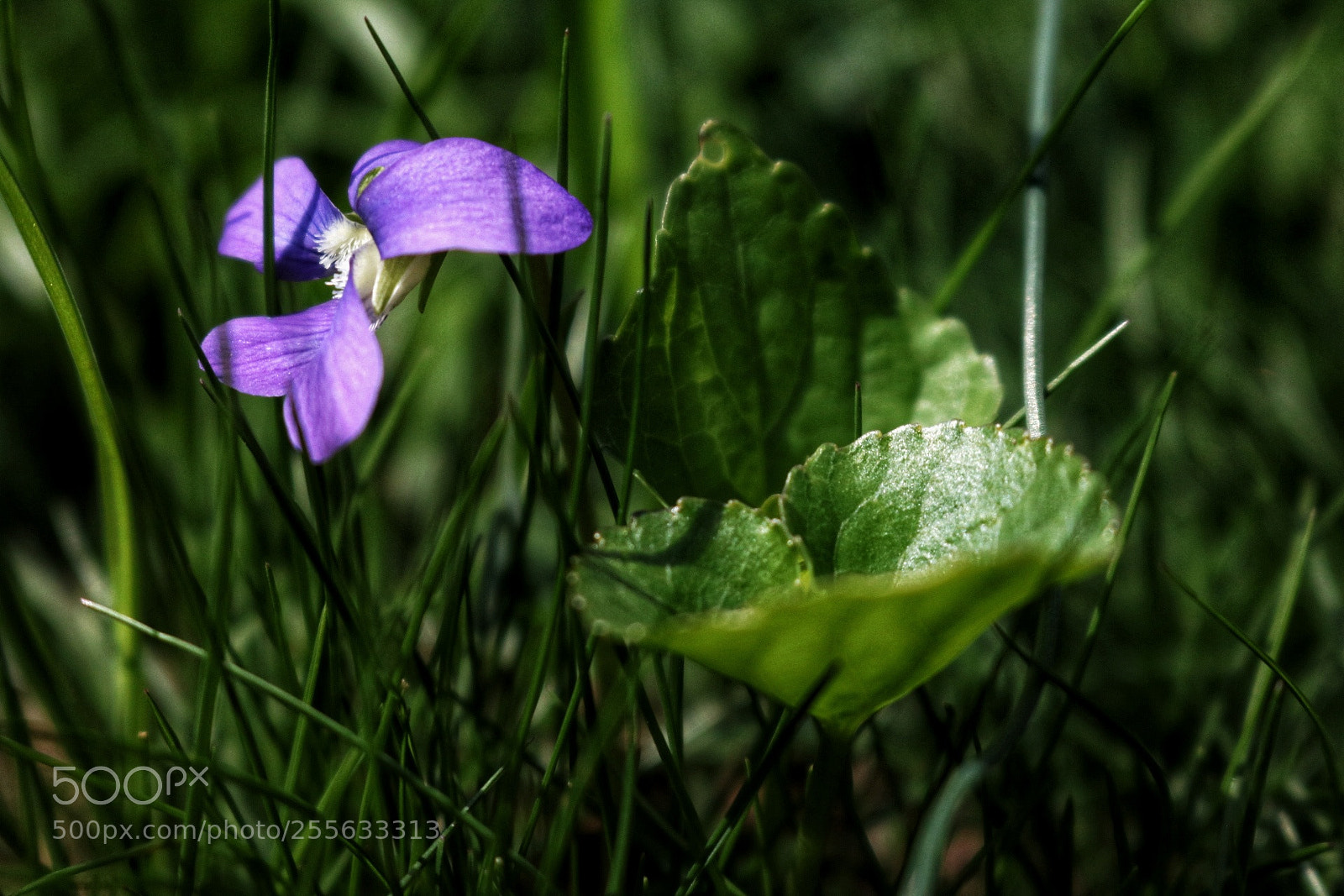 Canon EOS 750D (EOS Rebel T6i / EOS Kiss X8i) sample photo. Violetta photography