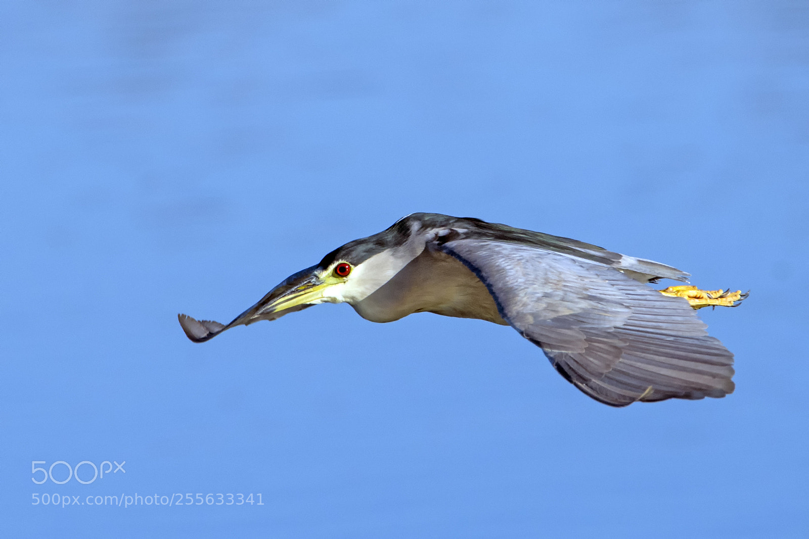 Nikon D500 sample photo. When night herons take photography