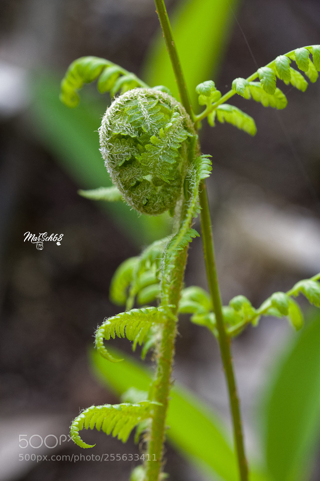 Nikon D7200 sample photo. Fougère en devenir photography