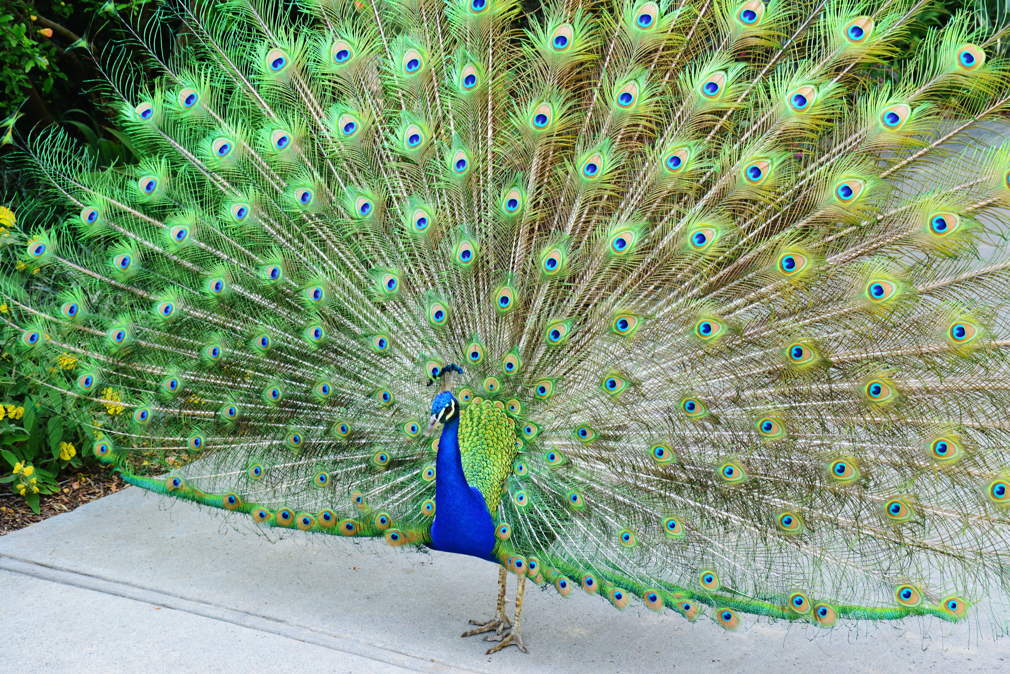 Nikon D800 sample photo. Showdown in arboretum photography