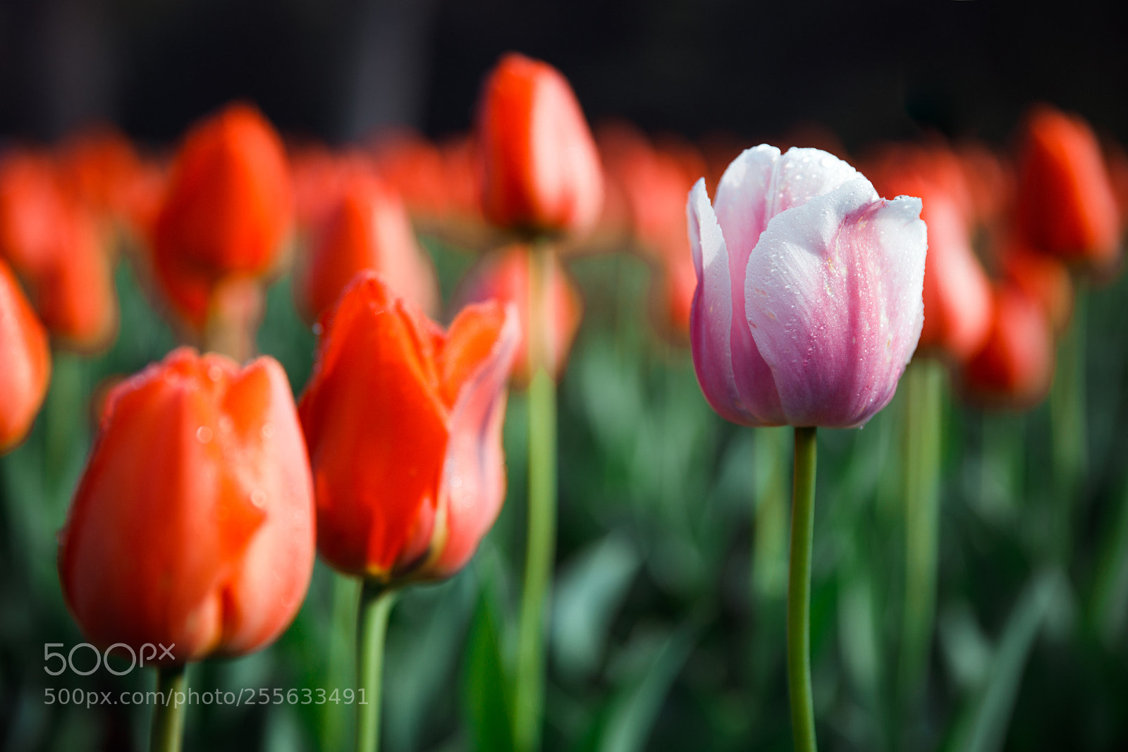 Canon EOS 5D Mark IV sample photo. Tulips photography