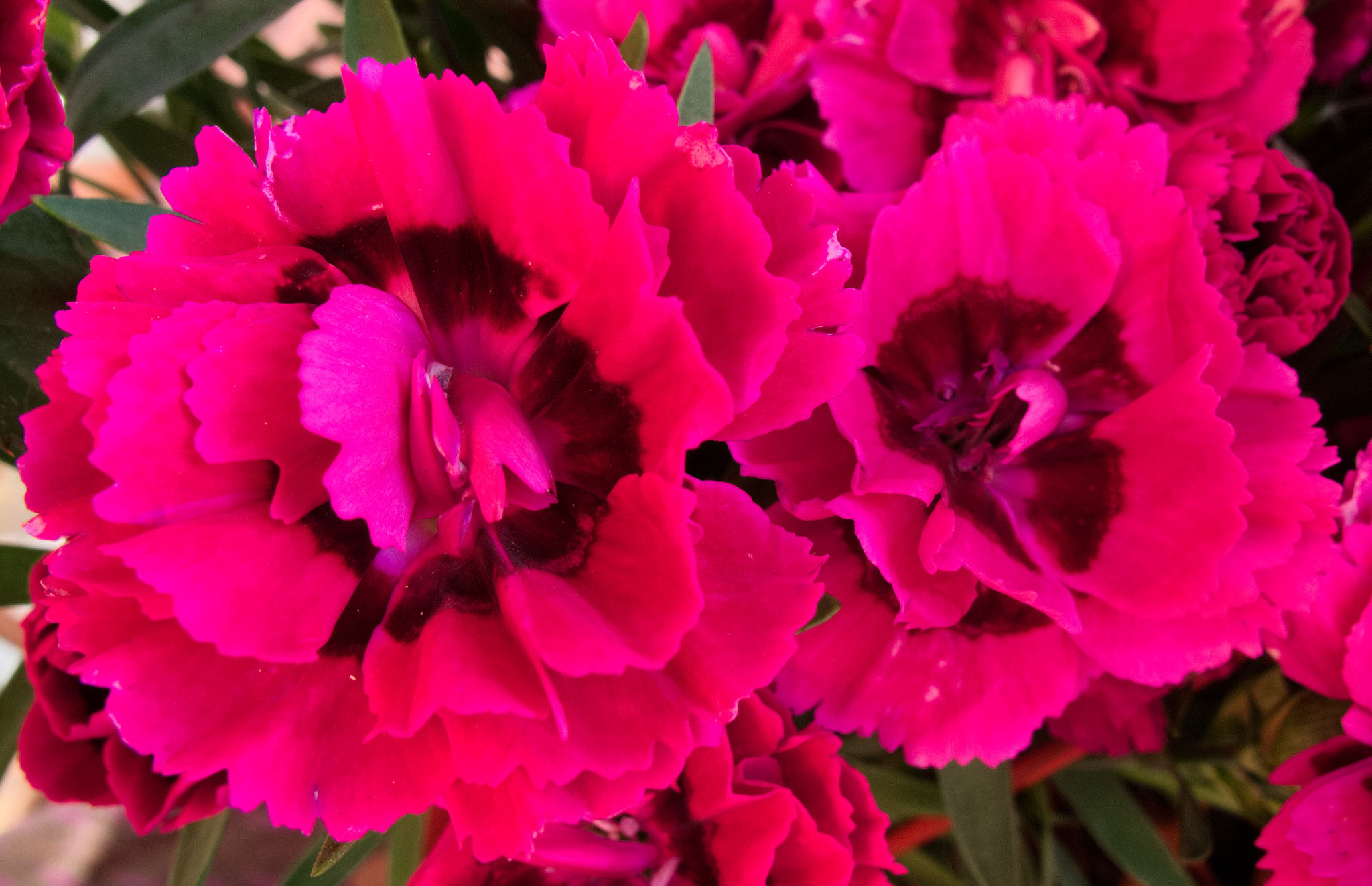 Canon PowerShot G10 sample photo. ...red dianthus photography