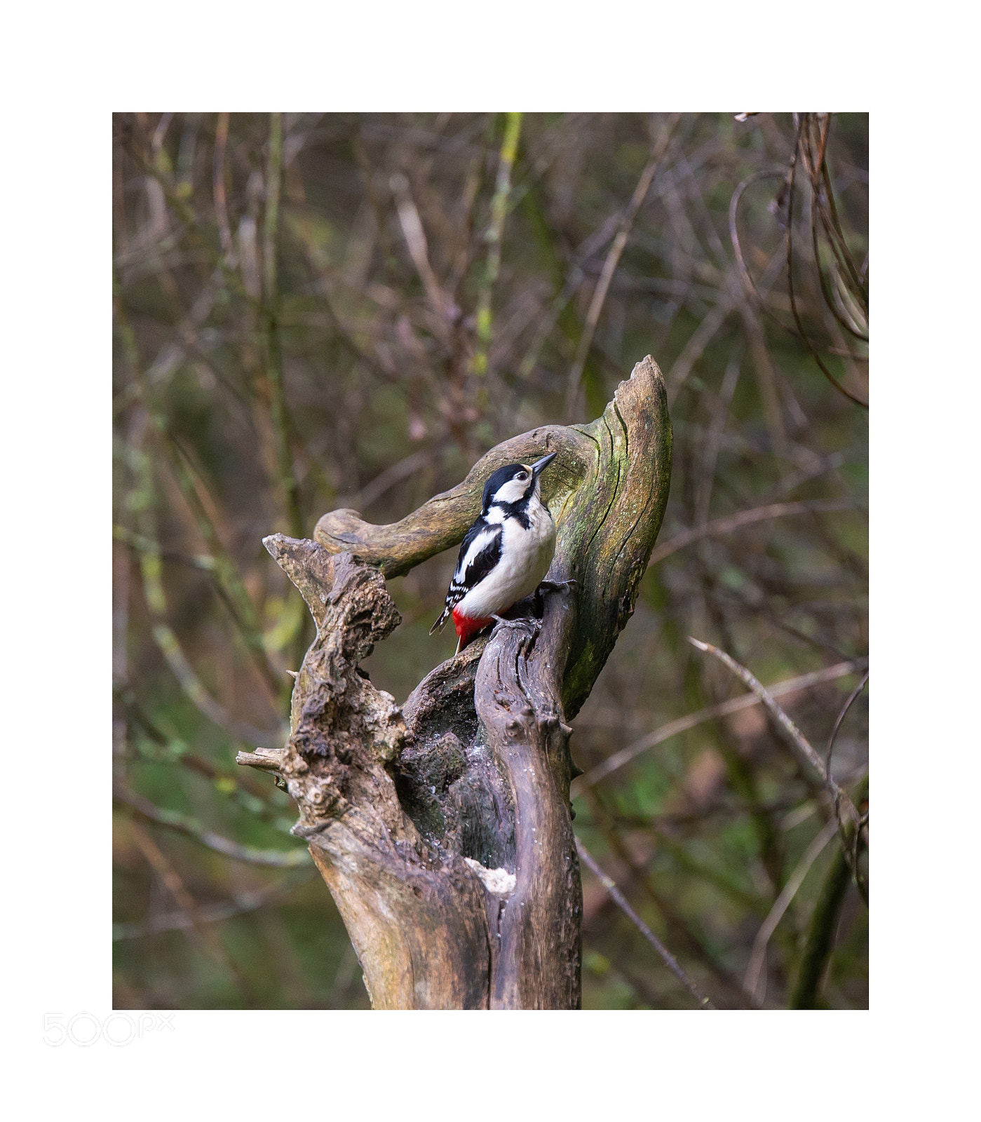 Canon EOS 6D sample photo. Woodpecker photography