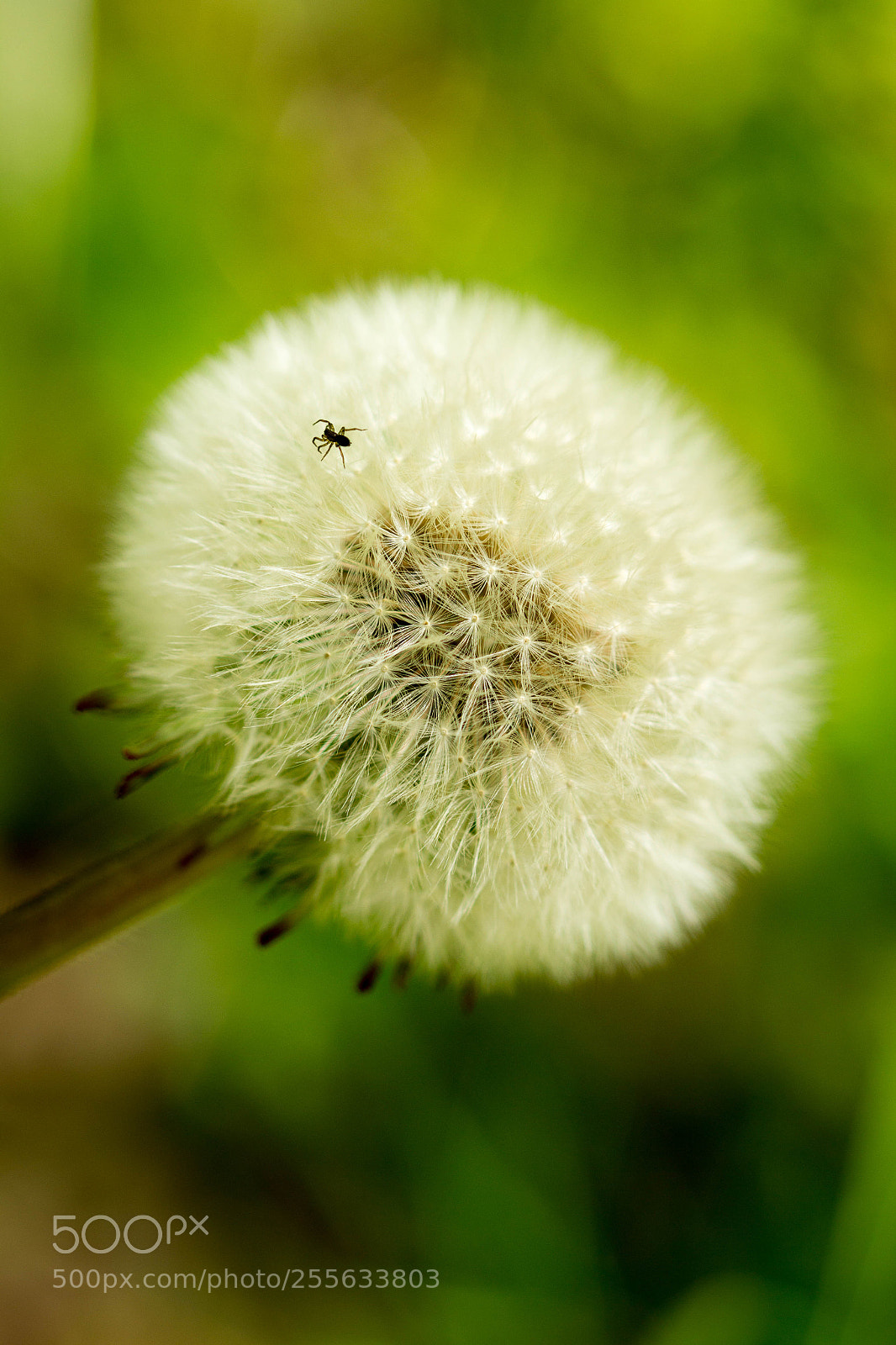Canon EOS 60D sample photo. Pustespinne photography