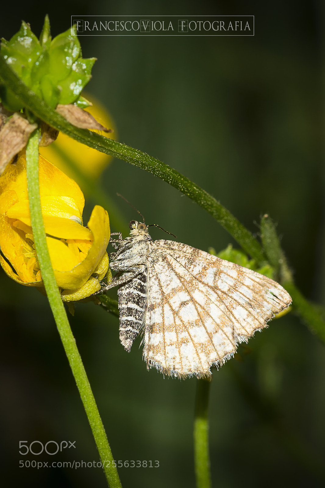 Nikon D7100 sample photo. Butterfly photography