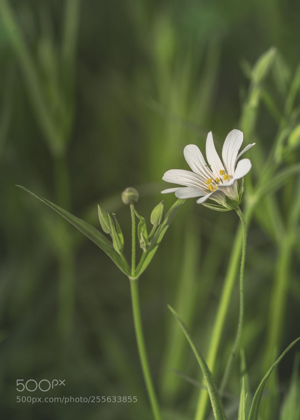 Sony a7 II sample photo. Stellaria holostea photography