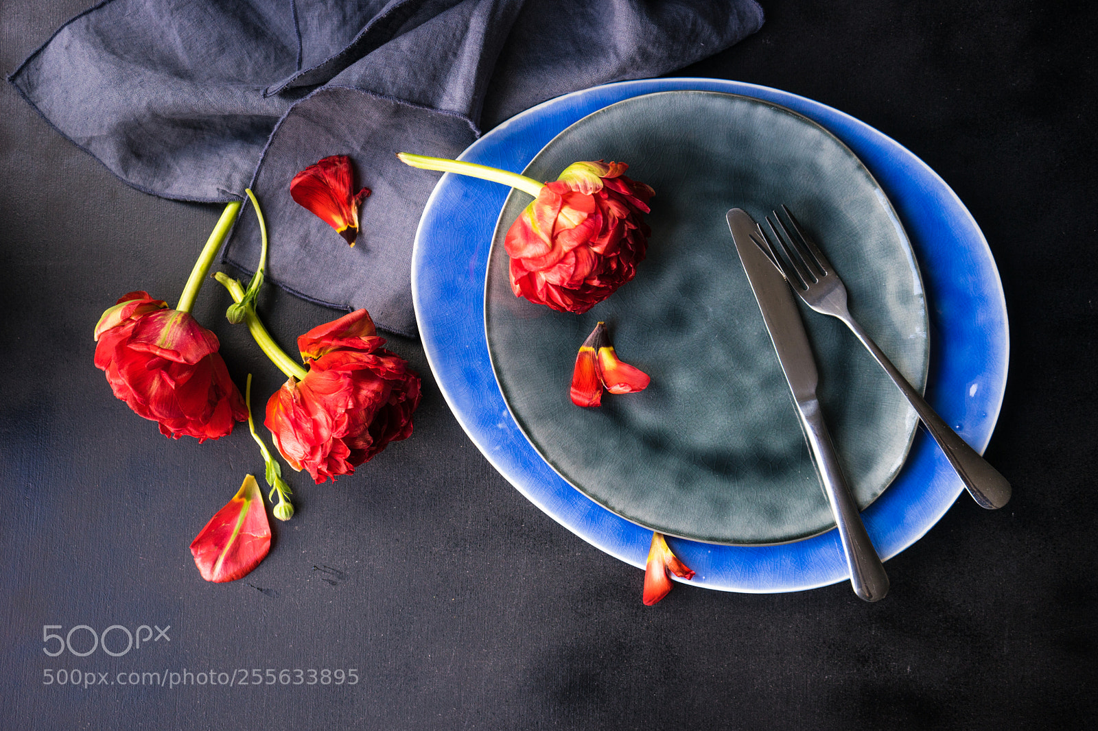 Sony a7 sample photo. Red princess tulip photography