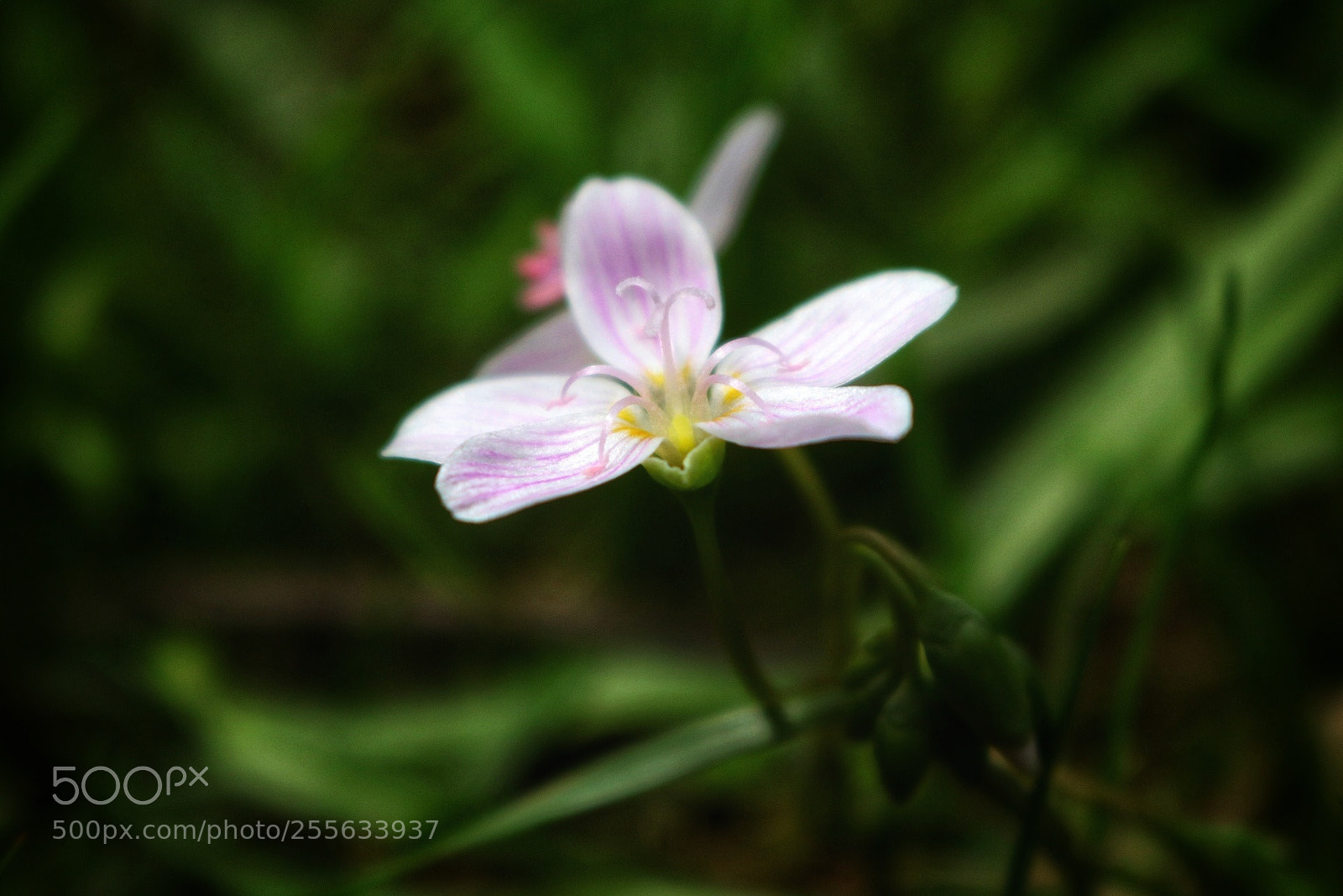 Canon EOS 750D (EOS Rebel T6i / EOS Kiss X8i) sample photo. Pink photography